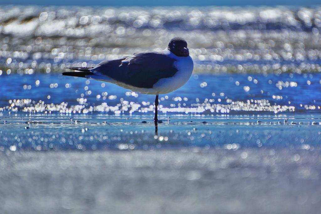 הוילה גלווסטון Four Seasons On The Gulf מראה חיצוני תמונה